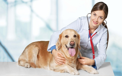Dịch Vụ Thú Y Uy Tín và Chất Lượng: Chăm Sóc Toàn Diện Cho Thú Cưng