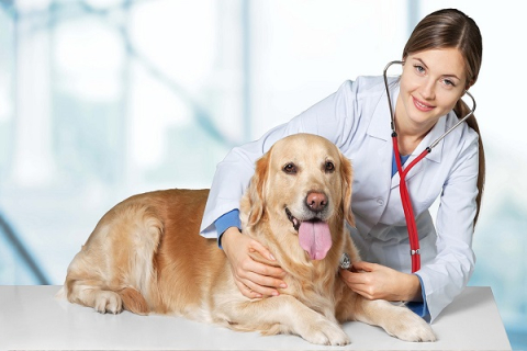 Dịch Vụ Thú Y Uy Tín và Chất Lượng: Chăm Sóc Toàn Diện Cho Thú Cưng