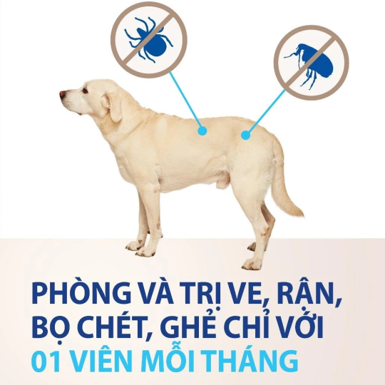 NexGard - Hộp 1 viên nhai mềm vị thịt bò dành cho chó 2-50kg XS M L phòng & trị ve, rận, bọ chét, ghẻ demodex, sarcoptes